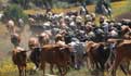 beef cattle farm arizona