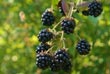 pick berries north carolina