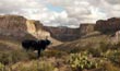 cattle ranch arizona livestock