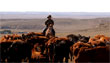 american cattle colorado