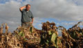 colorado agricultural, horticultural insurance