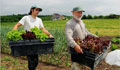 new hampshire agri employment, horticulture jobs and farm careers