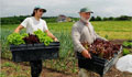 colorado agri employment, horticulture jobs and farm careers