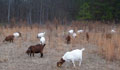 goat farm alabama