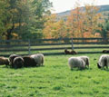 In addition to our heritage poultry products, we use sustainable practices to cultivate our fruit, vegetables, and herbs. supplying these towns Acworth, Albany, Alexandria, Allenstown, Alstead, Alton, Alton Bay, Amherst, Andover, Antrim, Ashland, Ashuelot, Auburn, Barnstead, Barrington, Bartlett, Bath, Bear Island, Bedford, Bedford Center, Beebe River, Belmont, Bennington, Benton, Berlin, Bethlehem, Boscawen, Bow, Bradford, Brentwood, Bretton Woods, Bridgewater, Bristol, Britton Woods, Brookfield, Brookline, Camp Fatima, Campton, Campton Village, Canaan, Canaan Center, Ccandi, Canobie Lake, Canterbury, Cascade, Center,, Barnstead, Center Conway, Center Harbor, Center Ossipee, Center Sandwich, Center Strafford, Center Tuftonboro, Charleston, Charlestown, Chesham, Chester, Chesterfield, Chichester, Chocorua, Claremont, Claremont Junction, Clarksville, Colebrook, Columbia, Concord, Contoocook, Conway, Cornish, Cornish Flat, Croydon, Dalton, Danbury, Danville, Davisville, Deerfield, Deering, Derry, Derry Village, Dixville Notch, Dorchester, Dover, Dover Point, Drewsville, Dublin, Dummer, Dunbarton, Durham, East Alstead, East Andover, East Candia, East Canterbury, East Concord, East Derry, East Grafton, East Hampstead, East Hebron, East Jaffrey, East Lempster, East Madison, East Rindge, East Rochester, East Sullivan, East Swanzey, East Wakefield, East Washington, East Westmoreland, East Wolfeboro, Easton, Eaton, Eaton Center, Effingham, Effingham Falls, Elkins, Enfield, Enfield Center, Epping, Epsom, Errol, Etna, Exeter, Fabyan, Farmington, Fitzwilliam, Fitzwilliam Depot, Francestown, Franconia, Franklin, Franklin Pierce College, Freedom, Fremont, Georges Mills, Gerrish, Gilford, Gilmann, Gilmanton, Gilmanton Iron Works, Gilsum, Glen, Glen Cliff, Goffs Falls, Goffs Town, Gonic, Gorham, Goshen, Gossville, Grafton, Grafton Center, Grantham, Greenfield, Greenland, Greenville, Grenier Air Force Base, Grenier Field, Groton,, Groveton, Guild, Hampton, Hampton Beach, Hampton Falls, Hancock, Hanover, Harrisville, Haverhill, Hebron, Hedding, Henniker, Hill, Hillsboro, Hinsdale, Holderness, Hollis, Hooksett, Hopkinton, Hudson, Intervale, Jackson, Jaffrey, Jaffrey Center, Jefferson, Kearsarge, Keene, Kensington, Laconia, Lakeport, Lancaster, Landaff, Langdon, Layman, Leavitts Hill, Lebanon, Lee, Lempster, Lincoln, Lisbon, Litchfield, Littleton, Lochmere, London Derry, Loudon, Lyman, Lyme, Lyme Center, Lyndeboro, Madbury, Madison, Magalloway Plt, Manchester, Maplewood, Marlboro, Marlow, Mascoma, Mason, Meadows, Melvin Mills, Melvin Village, Meredith, Meredith Center, Meriden, Merrimack, Middleton, Milan, Milford, Milton, Milton Mills, Mirror Lake, Monroe, Moultonboro, Moultonville, Mount Sunapee, Mount Vernon, Mount Washington, Munsonville, Nashua, Naval Shipyard, Nelson, New Boston, Newbury, New Castle, New Durham, New Fields, New Hampton, Newington, New Ipswich, New London, New Market, Newport, North Charlestown, North Chichester, North Conway, North Hampton, North Haverhill, North Londonderry, North Newport, North Rochester, North Salem, North Sanbornton, North Sandwich, North Stratford, North Sutton, North Swanzey, North Walpole, North Weare, North Windham, Northwood, Northwood Narrows, North Woodridge, North Woodstock, Northfield, Nottingham,Orange, Orford, Orfordville, Ossipee, Pease Air Force Base, Pelham, Pembroke, Penacook, Percy, Peterborough, Piermont, Pike, Pinardville, Pittsburg, Pittsfield, Plainfield, Plymouth, Portsmouth, Potter Place, Quincy, Randolph, Raymond, Redstone, Richmond, Rindge, Rochester, Rockingham, Rollingford, Roxbury, Rumney, Rye, Rye Beach, Sacworth, Salem, Salem Depot, Salisbury, Salmon Falls, Sanbornton, Sanbornville, Sandown, Sandwich, Sharon, Shelburne, Short Falls, Silver Lake, Snowville, Somersworth, South Acworth, South Charlestown, South Chatham, South Danbury, South Danville, South Deerfield, South Effingham, South Lyndeborough, South Newbury, South Pofford, South Sutton, South Tamworth, South Weare, South Wolfeboro, Springfield, St. Pauls School, Stark, Stateline, Stewartstown, Stinson Lake, Stoddard, Strafford, Stratham, Strawbery Banke, Sugarhill, Sullivan, Sunapee, Suncook, Surry, Sutton, Sutton Mills, Swanzey, Swanzey Center, Tamworth, Temple, The Weirs, Thornton, Tilton, Troy, Tuftonboro, Twin Mountain, Union, Unity, Wakefield, Walpole, Warner, Warren, Washington, Waterville Estate, Waterville Valley, Weare, Webster, Weirs Beach, Wendell, Wentworth, West Bridgewate, West Campton, West Canaan, West Chesterfield, West Claremont, West Concord, West Deering, West Epping, West Franklin, West Hampstead, West Hopkinton, West Lebanon, West Manchester, West Milan, West Moreland, West Moreland Depot, West Nottingham, West Ossipee, West Peterborough, West Plymouth, West Port, West Rindge, West Rumney, West Rye, West Springfield, West Stewarts Town, West Swanzey, West Thornton, West Ville, West Wilton, Whitefield, Willey House, Wilmot, Wilmot Flat, Wilton, Winchester, Windham, Windham Depot, Windsor, Winnipesaukee, Winnisquam, Wolfeboro, Wolfeboro Falls, Wonalancet, Woodstock, Woodsville and Wossipee