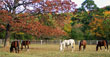 farm visit horse riding