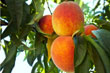 peaches in alabama
