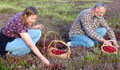 connecticut pyo u-pick produce