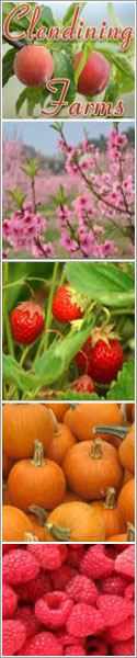 raspberries (red), raspberries (black), strawberries, U-pick and already picked
