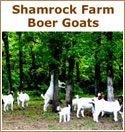Shamrock Farm Boer Goats, We raise South African Boer goats here in Oklahoma. We started raising Boer goats in the Spring of 2005, as a 4 H project for our son Kaden. Shamrock Farm is located halfway between Tulsa and Stillwater Oklahoma on US 412