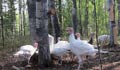 turkey farm alaska