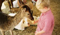 colorado visit your local farm, ranch or homestead